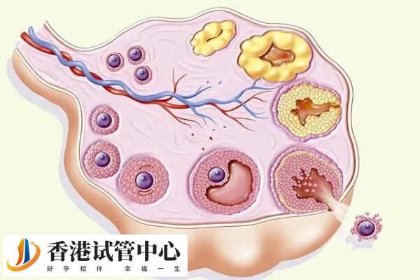 排卵障礙又叫不排卵