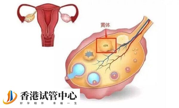 黃體功能不足可以進行黃體支持