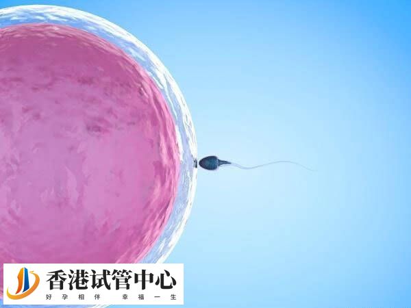 卵子不成熟會影響受精