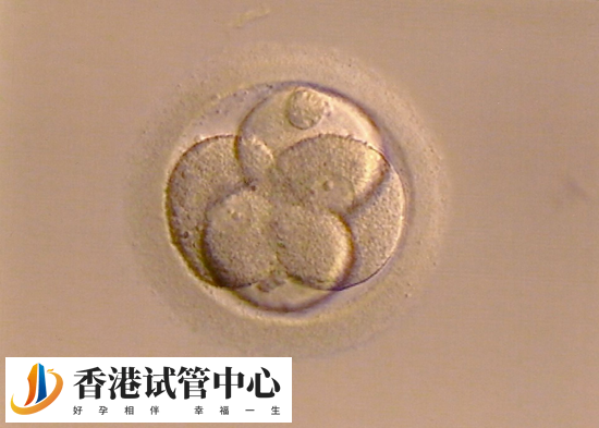 助孕后5個胚胎養囊成功的數量