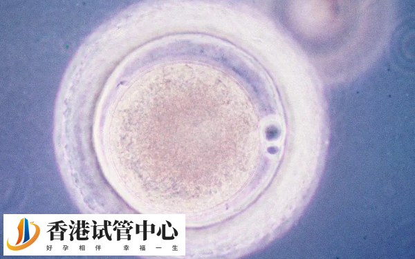 優質胚胎的養囊成功率較高