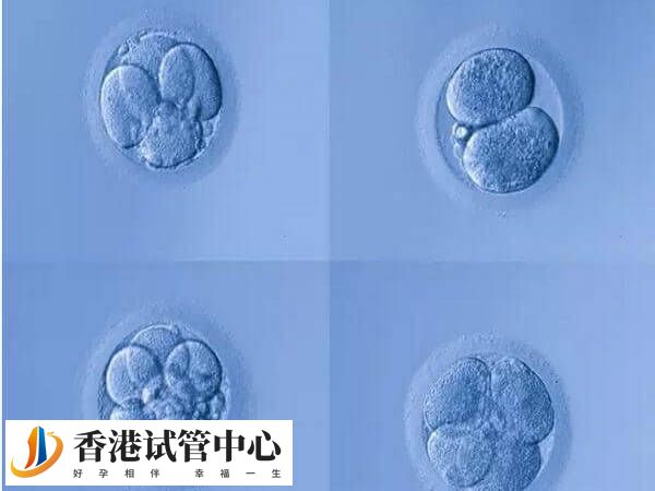 4cc等級的囊胚質量差，胚胎后移植成功率有多少呢？